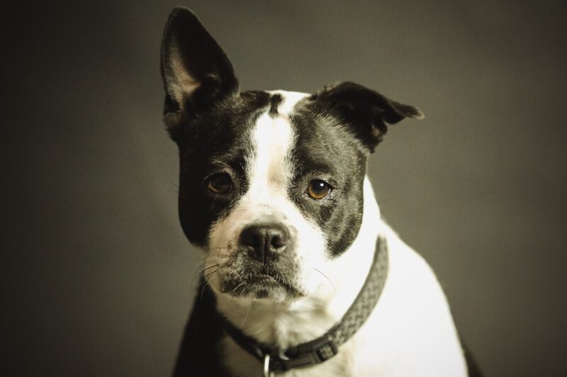 Bilden visar en hund med halsband. Nosework Hund är ett koppel för Nosework träning, Nosework Hexa och Noseworklina supergrip.
